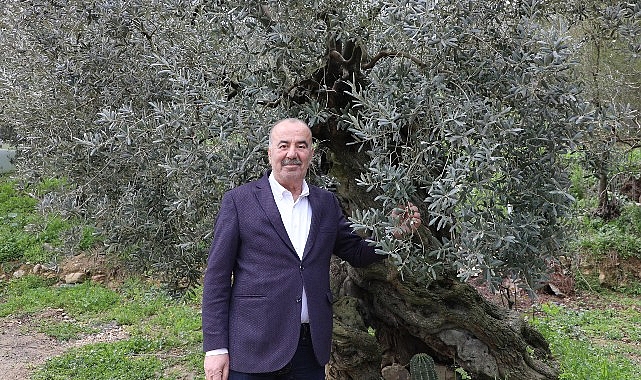 Mudanya Belediyesi’nden Tirilye Zeytini İçin Coğrafi İşaret Başvurusu