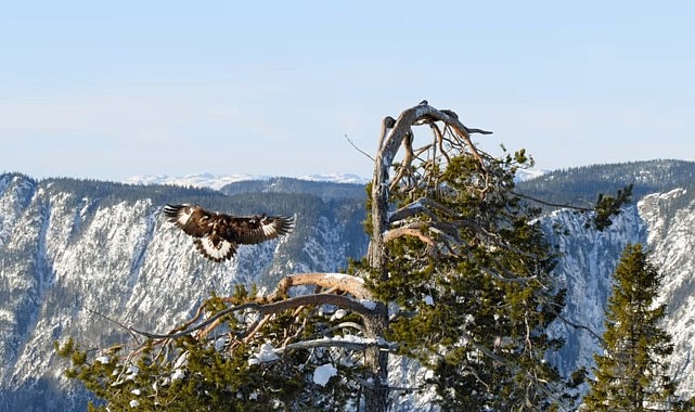‘Avrupa’nın Vahşi Doğası Özel’ 19 Mayıs ve 26 Mayıs Pazar 20.00’de National Geographic WILD Ekranlarında!