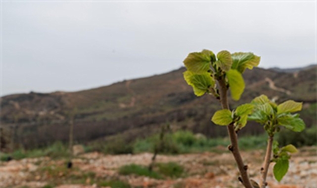Yamanlar yangınında zarar gören ağaçlar yaşama tutundu 